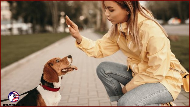 Getting Started with a Dog Training Business